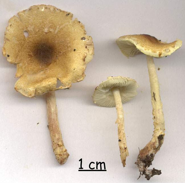 Lepiota xanthophylla